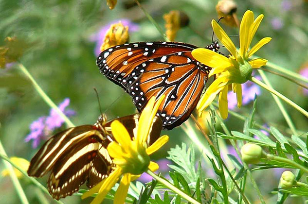 Santa Cruz California butterfly attraction