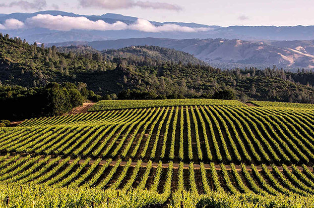 Santa Cruz Mountain Wines California wines